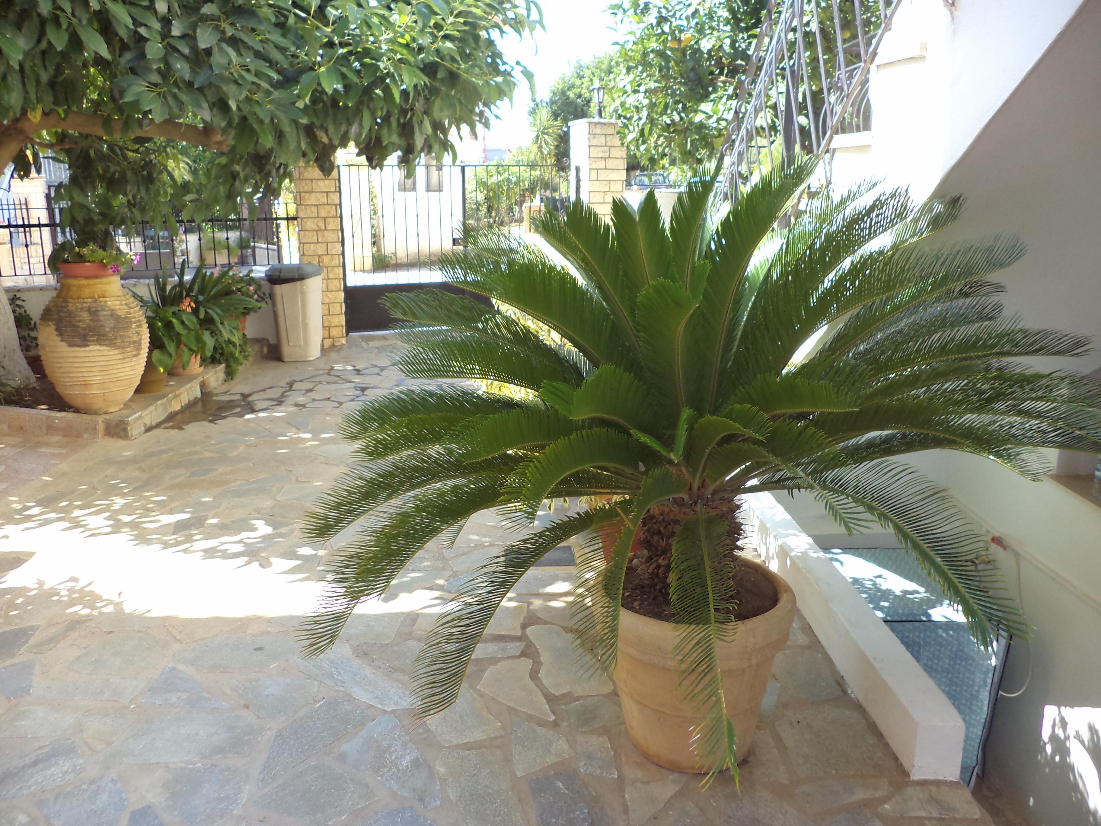 Dionysios Studios Skala  Bagian luar foto